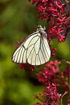 Black -veined white (Aporia crataegi) butterfly on Red valerian (Centranthus ruber) flower, Vendee, France,  May,