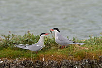 Common tern (Sterna hirundo) offering fish to mate,  Vendeen Marsh, Vendee,  France,  May