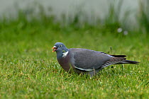 Common wood pigeon (Columba palumbus) in grass, Vendee, France, May,