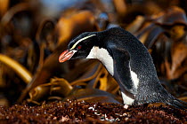 Snares crested penguin (Eudyptes robustus), Snares (Tine Heke) Sub Antarctic Island Group, Southern Ocean, New Zealand. December 2016. Editorial use only.