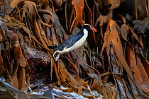 Snares crested penguin (Eudyptes robustus) jumping into water from amongst Bull Kelp (Durvillaea sp.), Subantarctic Snares Islands (Tine Heke), New Zealand. January. Editorial use only.
