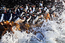 Snares crested penguins (Eudyptes robustus) group about to enter the sea, Snares (Tine Heke) Sub Antarctic Island Group, Southern Ocean, New Zealand. Editorial use only.