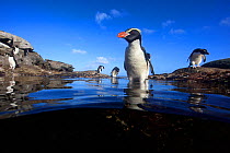 Snares crested penguin (Eudyptes robustus), Snares (Tine Heke) Sub Antarctic Island Group, Southern Ocean, New Zealand. December 2016. Editorial use only.