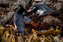 Snares crested penguin (Eudyptes robustus) amongst Bull Kelp (Durvillaea sp.), Subantarctic Snares Islands (Tine Heke), New Zealand. January. Editorial use only.