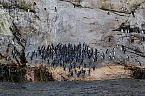 Snares crested penguin (Eudyptes robustus) group travelling to the sea, Snares Island (Tine Heke), New Zealand. January. Editorial use only.