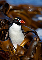 Snares crested penguin (Eudyptes robustus) amongst Bull Kelp (Durvillaea sp.), Subantarctic Snares Islands (Tine Heke), New Zealand.~January. Editorial use only.