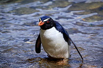 Fiordland crested penguin (Eudyptes pachyrhynchus) returning to the Harrison Cove colony after foraging in Milford Sound, New Zealand. October. Editorial use only.