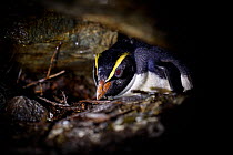 Fiordland crested penguin (Eudyptes pachyrhynchus) nests in a cave, Harrison Cove colony in the Milford Sound, New Zealand. October. Editorial use only.