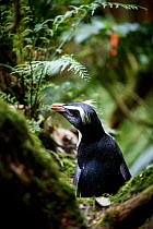 Fiordland crested penguin (Eudyptes pachyrhynchus) returning to its nest through thick forest, Harrison Cove colony in the Milford Sound, New Zealand. October. Editorial use only.