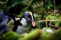 Fiordland crested penguin (Eudyptes pachyrhynchus) returning to its nest through thick forest, Harrison Cove colony in the Milford Sound, New Zealand. October. Editorial use only.