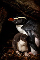 An adult and juvenile Tawaki, also known as the he Fiordland crested penguin (Eudyptes pachyrhynchus), Harrison Cove colony in the Milford Sound, New Zealand. October. Editorial use only.