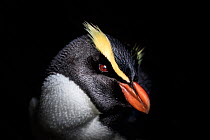 Fiordland crested penguin (Eudyptes pachyrhynchus) sits on a egg, Harrison Cove colony in the Milford Sound, New Zealand. October. Editorial use only.
