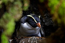 Fiordland crested penguin (Eudyptes pachyrhynchus) sit on nest, Harrison Cove colony in the Milford Sound, New Zealand. October. Editorial use only.