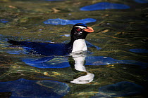 Fiordland crested penguin (Eudyptes pachyrhynchus) in Milford Sound, New Zealand. October. Editorial use only.