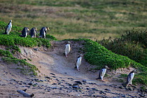 Yellow eyed penguin (Megadyptes antipodes) walking towards beach,  Sandy Bay, Enderby Island,  subantarctic Auckland Islands, New Zealand. January. Editorial use only.