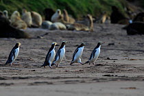 Yellow eyed penguins (Megadyptes antipodes) run the gauntlet through a colony of New Zealand Sea Lions (Phocarctos hookeri), Sandy Bay on Enderby Island, Auckland Islands, New Zealand. January.. Edit...