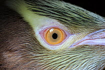 Yellow eyed penguin (Megadyptes antipodes)close up of eye, Enderby Island, subantarctic Auckland Islands, New Zealand. January. Editorial use only.