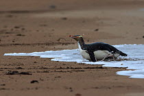 Yellow eyed penguin (Megadyptes antipodes) returning from foraging at sea, Sandy Bay on Enderby Island, subantarctic Auckland Islands, New Zealand. January. Editorial use only.