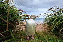 Yellow eyed penguin (Megadyptes antipodes), Sandy Bay on Enderby Island, subantarctic Auckland Islands, New Zealand. January. Editorial use only.