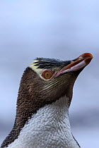 Yellow eyed penguin (Megadyptes antipodes)  head portrait, Sandy Bay on Enderby Island, subantarctic Auckland Islands, New Zealand. January. Editorial use only.