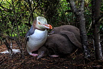 Yellow eyed penguin (Megadyptes antipodes) with chicks on Enderby Island, subantarctic Auckland Islands, New Zealand. January. Editorial use only.