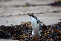 Yellow eyed penguin (Megadyptes antipodes) heading out to sea to forage for food, Sandy Bay on Enderby Island, subantarctic Auckland Islands, New Zealand. January. Editorial use only.