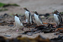 Yellow eyed penguin (Megadyptes antipodes) heading out to sea to forage for food, Sandy Bay on Enderby Island, subantarctic Auckland Islands, New Zealand. January. Editorial use only.