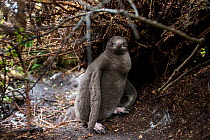Yellow eyed penguin (Megadyptes antipodes) chick on Enderby Island, subantarctic Auckland Islands, New Zealand. January. Editorial use only.