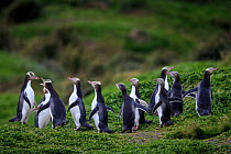 Yellow eyed penguins (Megadyptes antipodes), Sandy Bay on Enderby Island, subantarctic Auckland Islands, New Zealand.~January. Editorial use only.