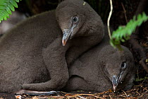 Yellow eyed penguin (Megadyptes antipodes) chicks, Enderby Island, Auckland Islands, New Zealand.~January. Editorial use only.