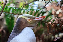 Yellow eyed penguin (Megadyptes antipodes) under vegetative cover, Sandy Bay, Enderby Island, Auckland Islands, New Zealand. January. Editorial use only.