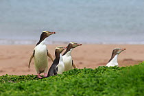 Yellow eyed penguins (Megadyptes antipodes), Sandy Bay on Enderby Island, subantarctic Auckland Islands, New Zealand. January. Editorial use only.