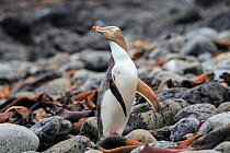 Yellow eyed penguin (Megadyptes antipodes), Derry Castle Reef on Enderby Island, subantarctic Auckland Islands, New Zealand. January. Editorial use only.