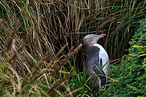 Yellow eyed penguin (Megadyptes antipodes) juvenile on Enderby Island, subantarctic Auckland Islands, New Zealand. January. Editorial use only.