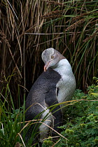 Yellow eyed penguin (Megadyptes antipodes) juvenile on Enderby Island, subantarctic Auckland Islands, New Zealand.~January. Editorial use only.