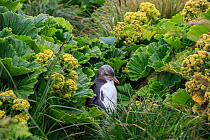Yellow eyed penguin (Megadyptes antipodes) amongst endemic megaherbs on Enderby Island, subantarctic Auckland Islands, New Zealand. January. Editorial use only.