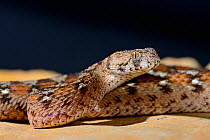 Ocellated carpet viper (Echis ocellatus) captive, from Mauritania to Cameroon.