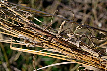 French stick insect (Clonopsis gallica)  camouflaged in grass.