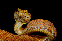 Eyelash pit viper (Bothriechis schlegelii) captive, occurs from Belize Peru.