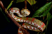 Eyelash pit viper (Bothriechis schlegelii) captive, occurs from Belize Peru.