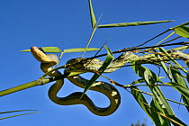 Beauty rat snake (Orthriophis taeniurus callicyanous) moving around, Captive.  Occurs in  Vietnam, Cambodia and Thailand.