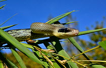 Beauty rat snake (Orthriophis taeniurus callicyanous) portrait, Captive.  Occurs in  Vietnam, Cambodia and Thailand.