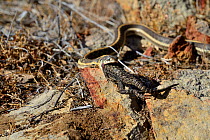 Checkered garter snake (Thamnophis marcianus) eating Yarrow spiny lizard ( Sceloporus jarrovii)  Chiricahua mountains. Arizona, USA. May. Controlled conditions
