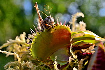 Venus flytrap (Dionaea muscipula) with grasshopper prey, USA