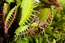 Venus flytrap (Dionaea muscipula) with grasshopper prey, USA