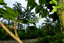 Sabah pit viper (Trimeresurus sabahi) in tree, Siberut island. West Sumatra