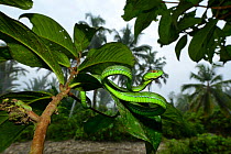 Sabah pit viper (Trimeresurus sabahi) in tree, Siberut island. West Sumatra