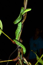 Sabah pit viper (Trimeresurus  sabahi) Siberut island. West Sumatra