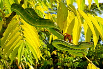 Hagen&#39;s pit viper (Trimeresurus hageni) in tree, Sumatra.
