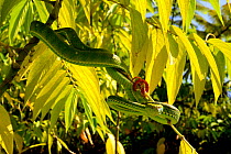 Hagen's pit viper (Trimeresurus hageni) in tree, Sumatra.